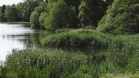 Peaceful Pond Surrounded by Greenery Stock Footage 100441625