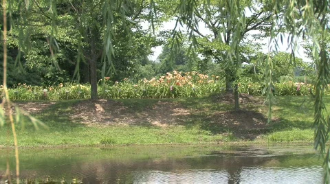 Peaceful pond surrounded with weeping willows Stock Footage 146968