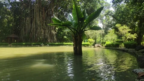A peaceful pond with a unique tree growing from the water Stock Footage 303792583