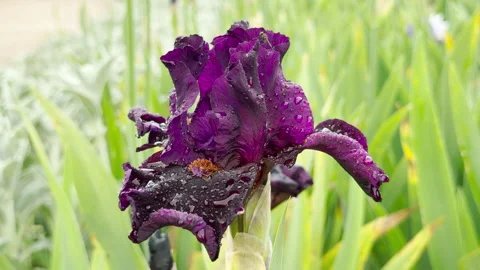 Peaceful Purple Bearded Iris Collects Soft Raindrops with a Gentle Patter Stock Footage 336093952