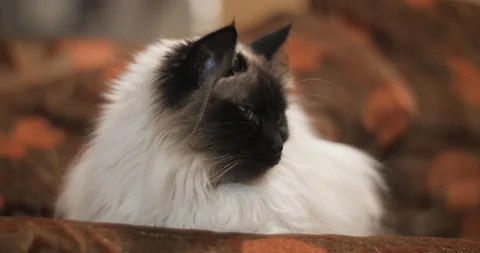 Peaceful Ragdoll Cat Resting on Couch in Close Up 库存影片 86338949