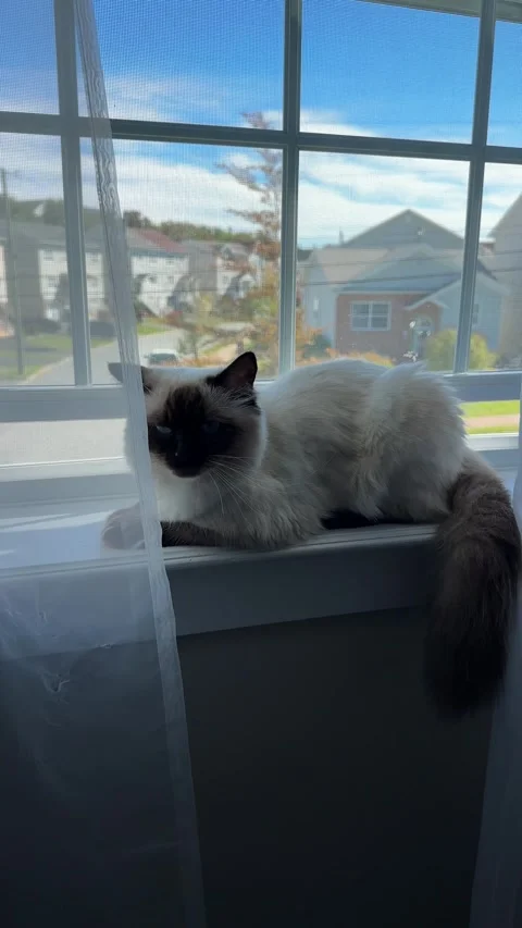 Peaceful Ragdoll Cat Resting By The Window With Scenic View Of Halifax Canada Stock Footage 319869679