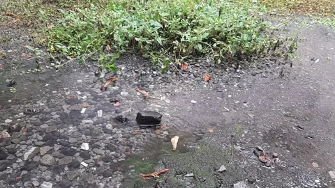 Peaceful Rain Stock Footage 237157561