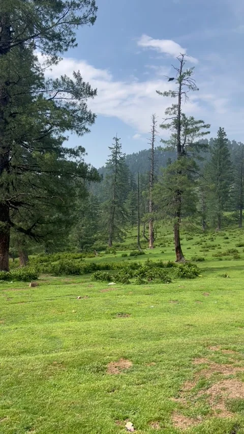 Peaceful Rain Pine Forest &amp; Green Meadow in Tangmarg Stock Footage 343316999