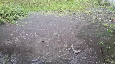 Peaceful Rain Scene Stock Footage 237157576