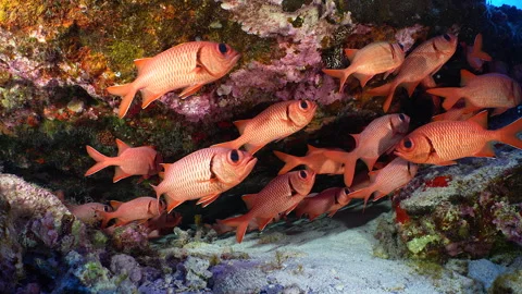 Peaceful Red Fish Stock Footage 250558842