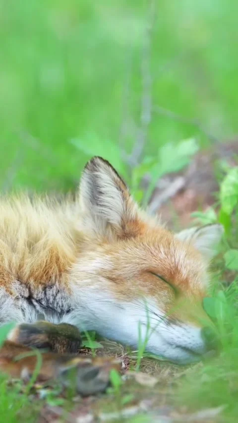 A peaceful red fox sleeping in the lush green grass Stock Footage 336033445