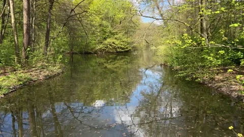 Peaceful Reflection Landscape in Amsterdam Forest Netherlands Stock Footage Stock-Footage 334150026