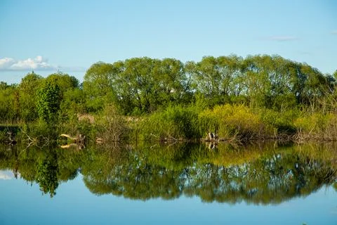 Peaceful Reflection of Mangrove Trees in Calm Water with a Pristine and Serene Stock Photos