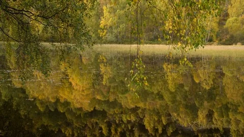 Peaceful reflections of forest on water Stock Footage 70618457