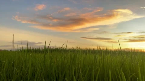 Peaceful Rice Field at Sunset Stock Footage 325519903