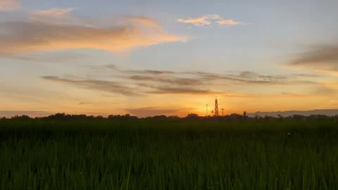 Peaceful Rice Field at Sunset Stock Footage 325526645
