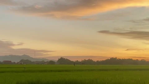 Peaceful Rice Field at Sunset Stock Footage 325527055