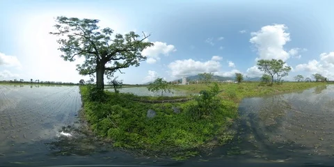 Peaceful Rice Paddy Fields and Tree View - 360 VR Stock Footage 88948906