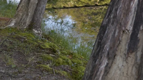 Peaceful river bank with tree trunks Stock Footage