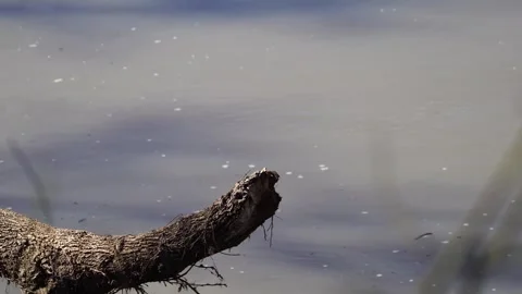 Peaceful River with Floating Debris - Log Over Water Ambiance Stock-Footage 306824434