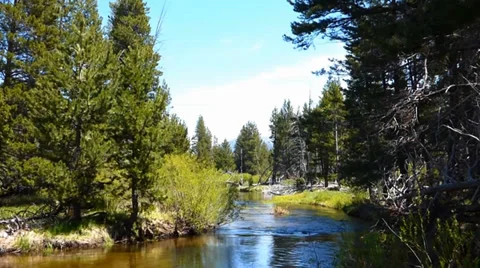 Peaceful River Flowing Though Pine Forest 库存影片 39419834
