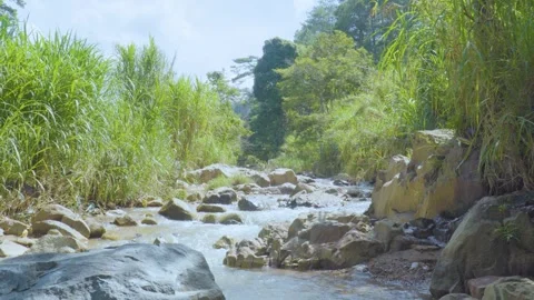 Peaceful River Flowing Through Lush Greenery Stock Footage 283706408