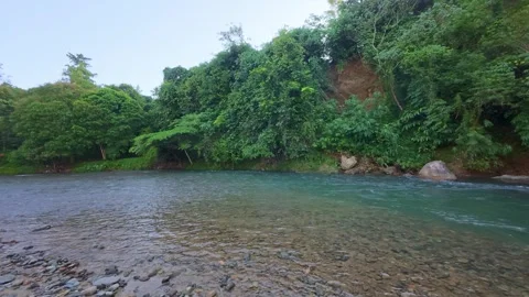 Peaceful River Flowing Through Lush Greenery Stock Footage 312059782