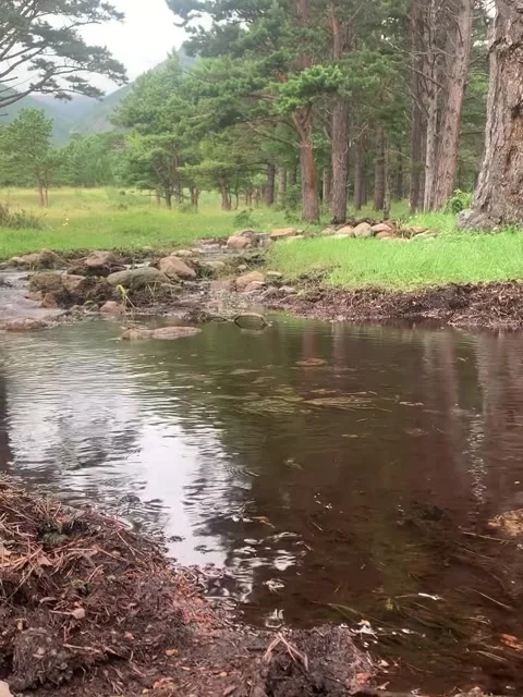 Peaceful River Flowing Through Lush Green Forest Stock Footage 341317894