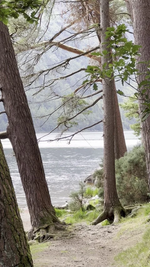 A peaceful river flows through the forest. Vertical video. Stock Footage 299040905