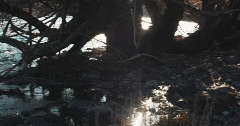 Peaceful River Video stock 122113741