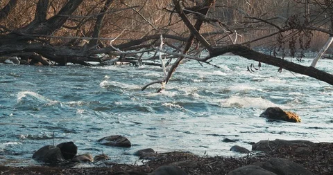 Peaceful River Video stock 122114996