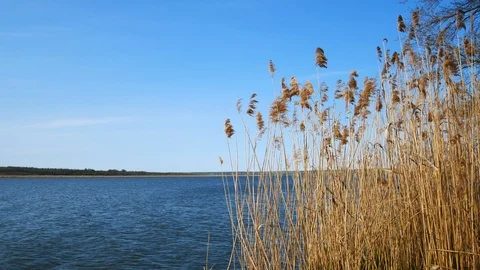Peaceful river landscape with sedge thickets on foreground Stock Footage 108215812