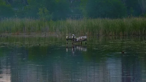 Peaceful River Scene on the Ros River, Ukraine with Reeds and Wildlife Stock Footage 326372895