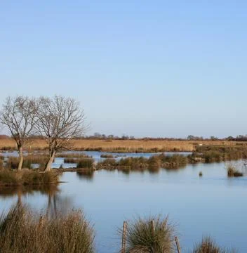 Peaceful River Scene with Trees Under Clear Sky Stock Photos