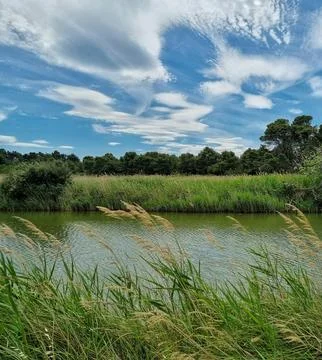 Peaceful River Scene with Trees Under Clear Sky Stock Photos