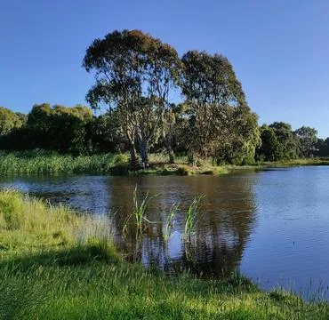 Peaceful River Scene with Trees Under Clear Sky Stock Photos