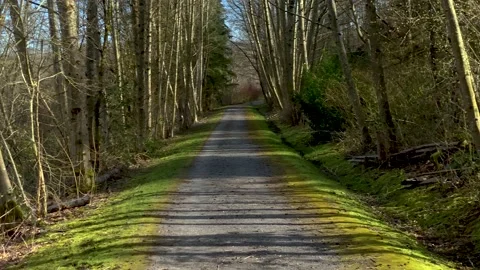 Peaceful Road Trail Bounded With Spring Green Nature Stock Footage 150077805