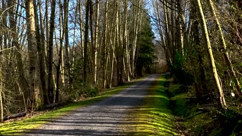 Peaceful Road Trail Bounded With Spring Green Nature Stock Footage 150077810