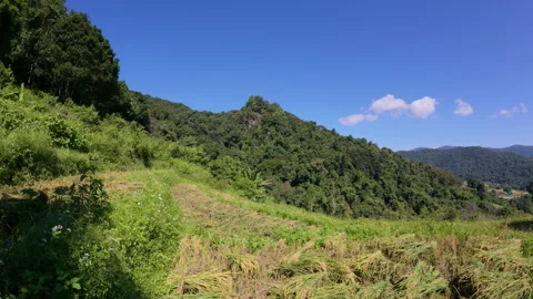 A peaceful rural pathway winds through a farm in Chiang Mai, Thailand Stock Footage 309118441