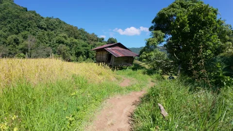 A peaceful rural pathway winds through a farm in Chiang Mai, Thailand Stock Footage 309119802
