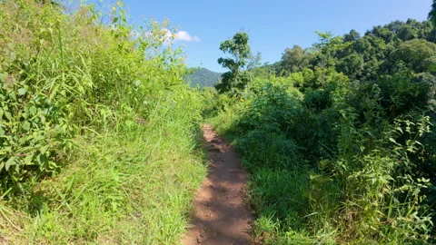 A peaceful rural pathway winds through a farm in Chiang Mai Stock Footage 309122281