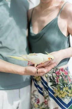 Peaceful Scene Capturing Trust And Tenderness During Pet Therapy Session Stock Photos