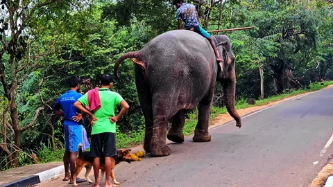 A peaceful scene featuring a local elephant with its handler and people on a Video stock 302868032