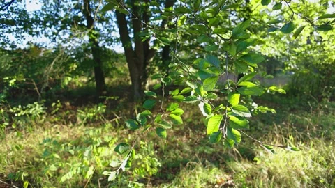 A peaceful scene of green leaves on a branch swaying gently, surrounded Vidéo 297886853