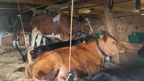 Peaceful scene inside a Swiss Alpine barn where colorful Simmental cows rest Stock Footage 340185329