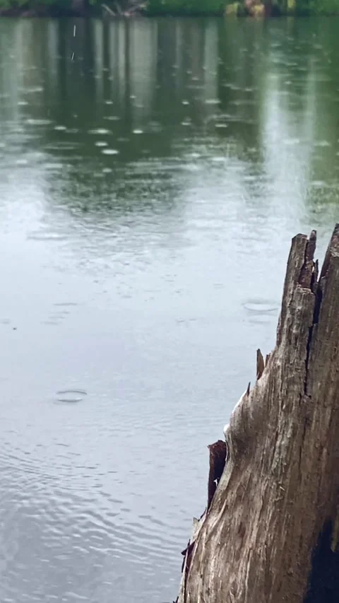 Peaceful scene of light raindrops falling on a lake Stock Footage 287898889