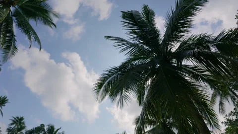 A peaceful scene of palm trees gently swaying under the clear blue sky Stock Footage 310573828