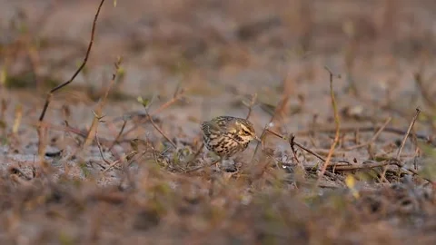 A peaceful scene of a tiny pipit feeding at the water's edge Video stock 331592298