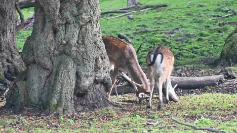 Peaceful scene with two deer grazing near fallen trees and a riverbank. Stock Footage 339406338