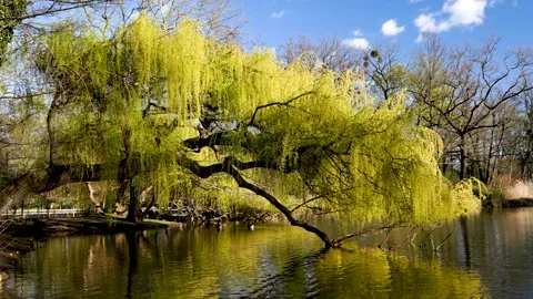 Peaceful scene with willow branches hanging over pond  swimming in calm water. Vídeos de archivo 319791614