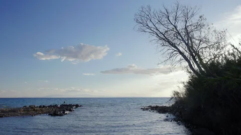Peaceful sea scene with bare tree and serene sky. 库存影片 293585207