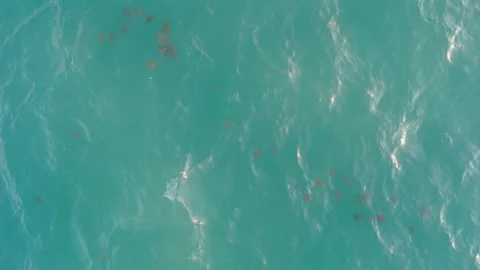 A peaceful sea with a school of "fried egg" jellyfish moving on its surface.. Stock-Footage 285597307