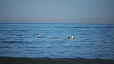 Peaceful seagulls drifting on ocean waves under bright summer sun, relaxing 4K Stock Footage 335294614
