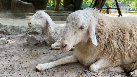 Peaceful Sheep Symbolizing Natures Harmony Stock Footage 288076313